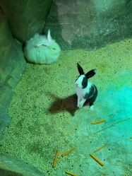 点击看大图 -宝燕乐园(闵行旗舰店)