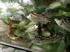 -蚝乡农庄(铁涌赤岸店)