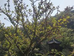 -云溪植物园