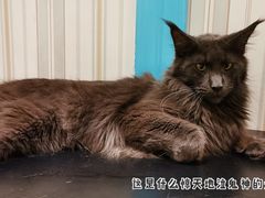 -猫小院猫主题咖啡厅(北锣店)