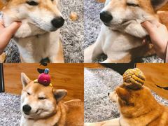 -柴务处·柴犬主题狗咖