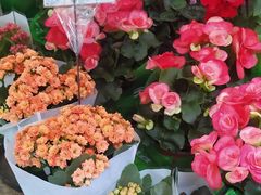 -曲阳花鸟市场(曲阳路店)