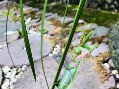 -磐安十八涡风景区