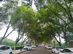 -树山生态村