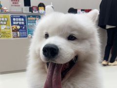 -御宝贝24h宠物医院·转诊中心·CT核磁血透中心(厦门总院)