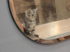 -BABIT巴比特宠物(MOMOPARK店)