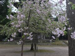 -醍醐寺