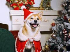 -超宠爱宠物摄影-Super pet