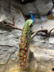 -Zoolung Zoolung动物主题公园(海信广场店)