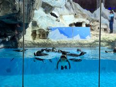 -帝企鹅自助餐厅•儿童岛•真企鹅(长隆企鹅酒店)