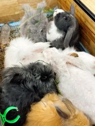 -神奇动物撸宠馆·羊驼·小浣熊·异宠(豫园店)
