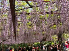 -嘉定紫藤园