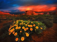 -罗红摄影艺术馆