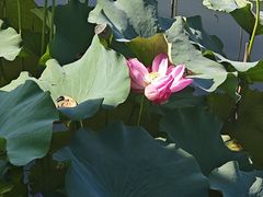 -上海市保健医疗中心