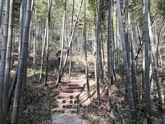 -蔡伦竹海