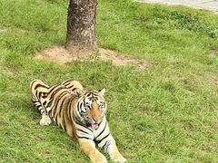 -深圳野生动物园