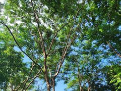 -梧桐山风景名胜区