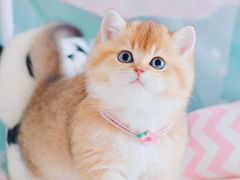 -十年猫舍·猫咪专门店(普陀店)