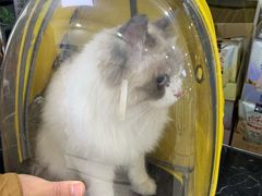 -派美特宠物医院·核磁CT·骨科肿瘤·疑难转诊(沈农禾丰店)