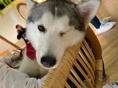 -Husky Go! 哈士奇体验馆·宠物咖啡厅狗咖