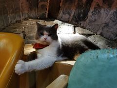 -猫色咖啡·猫咖