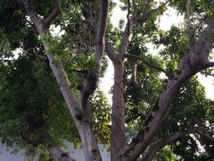 徐悲鸿故居-徐悲鸿故居