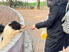 -大塘金香草谷