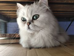 -喵屿·大理花园猫咖