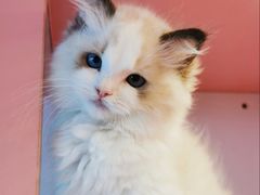 -麒麟缅因猫舍·十五年缅因猫选购中心