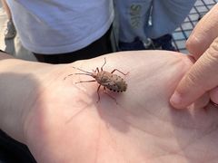 -阳台山自然风景区