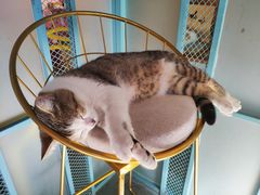 -喵屿·大理花园猫咖