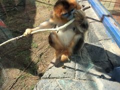 -大连森林动物园