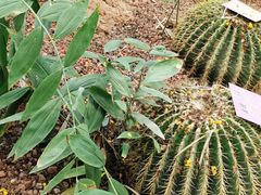-呀路古热带植物园