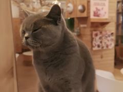 -猫的茶·猫咖