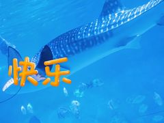 -烟台海昌鲸鲨海洋公园