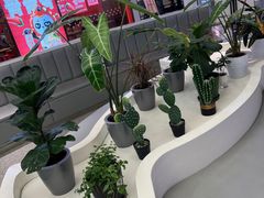 -茶芭蕾·新疆酸奶(美美1店)