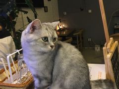 -平行世界·猫咖(首经贸店)