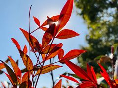 -大莲湖农家乐(青西郊野公园店)