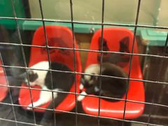 -猫咪博物馆(顶澳仔猫街店)