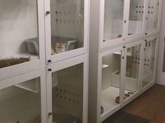 -青奢宠物·青奢猫舍