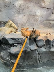 点击看大图 -Zoolung Zoolung动物主题公园(海信广场店)