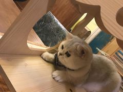 -猫色咖啡·猫咖