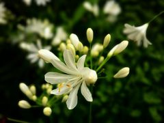 -中国科学院华南植物园