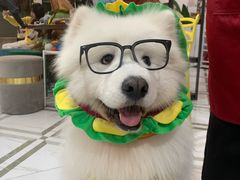 -星多哈·狗咖·拼豆·咖啡