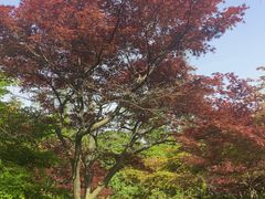 -苏州上方山国家森林公园