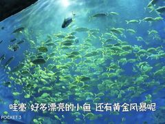 -芜湖新华联大白鲸海洋公园