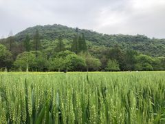 -八卦田遗址公园