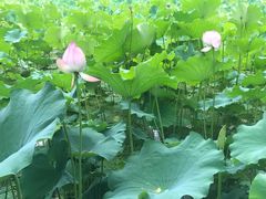 -四川大学(华西校区)