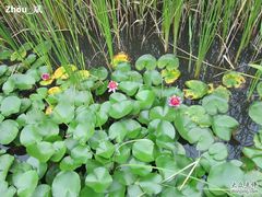 -溱湖国家湿地公园