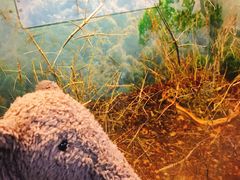 -上海大自然野生昆虫馆(东方明珠·爬宠昆虫探索中心)